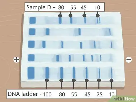 Image titled Read Gel Electrophoresis Bands Step 7