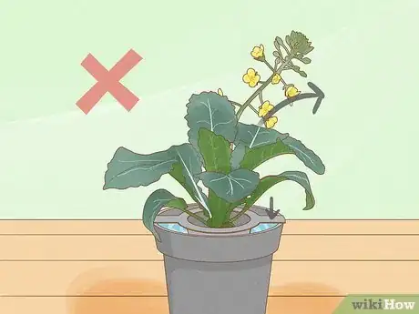 Image titled Grow Plants Using Hydroponics Step 14