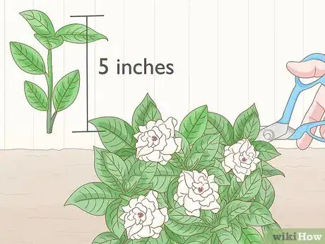 Image titled Grow Gardenia from Cuttings Step 2