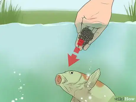 Image titled Hand Feed a Fish Step 8