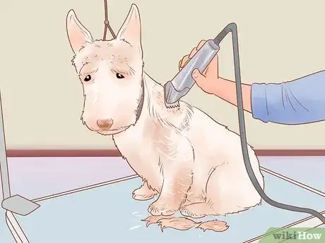 Image titled Groom a Scottish Terrier Step 13