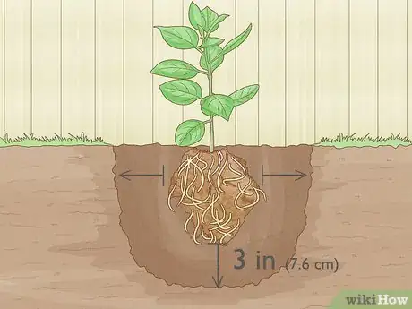 Image titled Grow Pear Trees from Seed Step 18