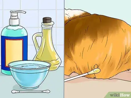 Image titled Keep Your Guinea Pigs Smelling Good Step 9