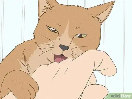 Image titled What Does It Mean when Your Cat Licks You Step 2