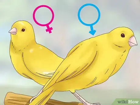 Image titled Choose a Canary Step 7