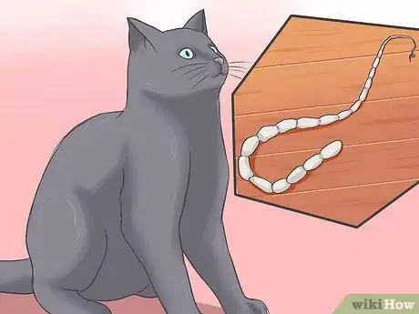 Image titled Treat Tapeworm in Cats Step 12