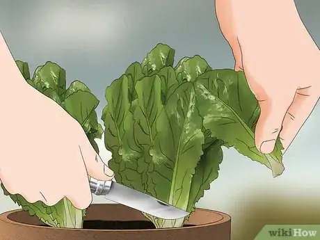 Image titled Grow Lettuce in a Pot Step 20