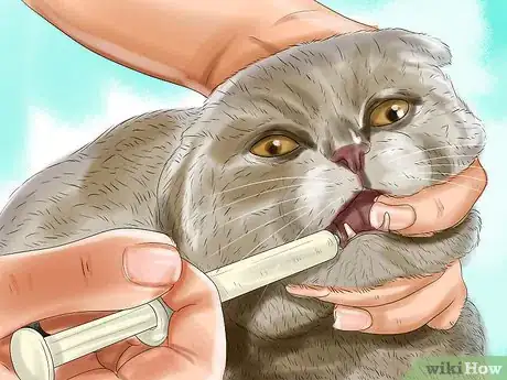 Image titled Deal with Tooth Resorption in Cats Step 11