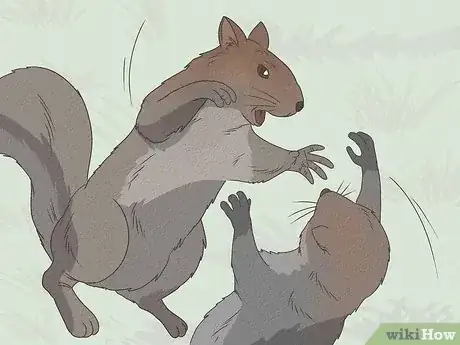 Image titled Why Do Squirrels Chase Each Other Step 6