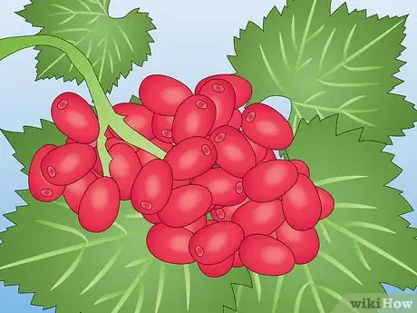 Image titled Propagate a Grapevine from Store Bought Grapes Step 9