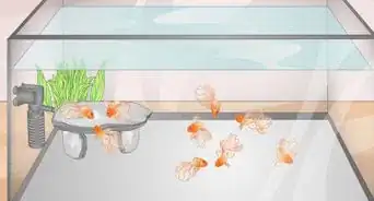 Know How Many Fish You Can Place in a Fish Tank