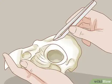 Image titled Clean Bones Step 14