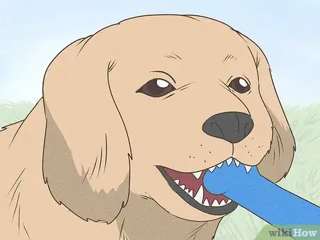 Image titled Why Are Puppy Teeth So Sharp Step 2