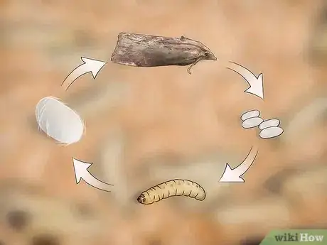 Image titled Breed Waxworms Step 16