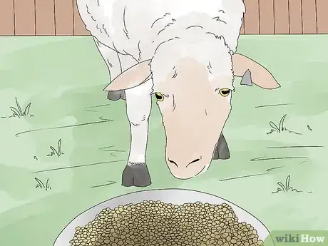 Image titled Breed Sheep Step 14