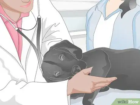 Image titled Take Care of an Injured Dog Step 12