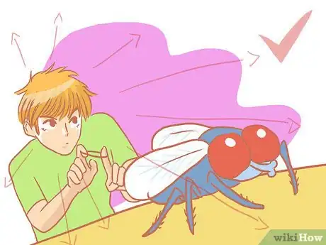 Image titled Kill a Fly Quickly Step 11