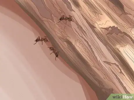 Image titled Get Rid of Carpenter Ants Step 12