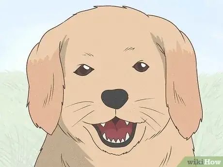 Image titled Why Are Puppy Teeth So Sharp Step 1