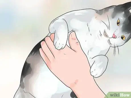 Image titled Help Your Cat Breathe Easier Step 4