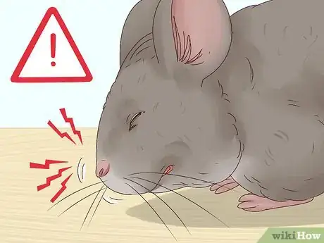 Image titled Help a Choking Chinchilla Step 2