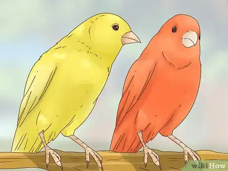 Image titled Choose a Canary Step 5