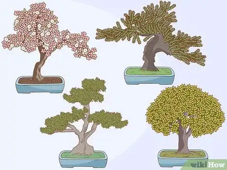 Image titled Grow and Care for a Bonsai Tree Step 1