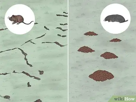 Image titled Vole vs Mole Step 5