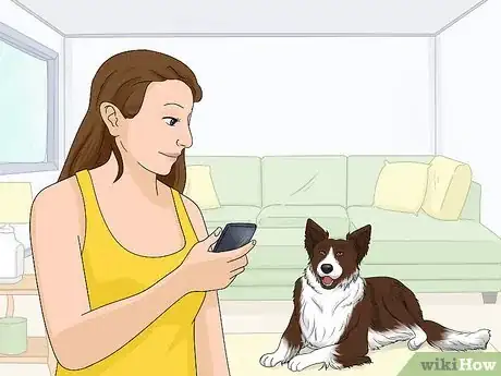 Image titled Identify a Border Collie Step 12