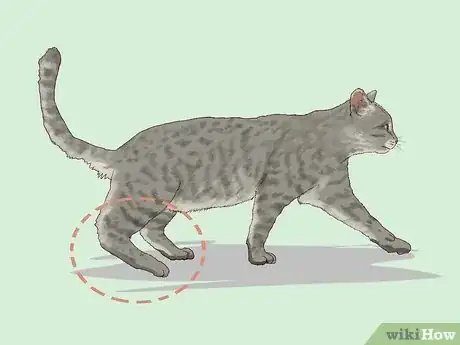 Image titled Spot Feline Diabetes Step 1