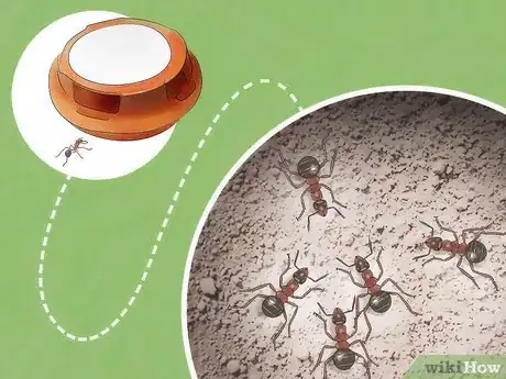 Image titled Get Rid of Ants Outside Step 1