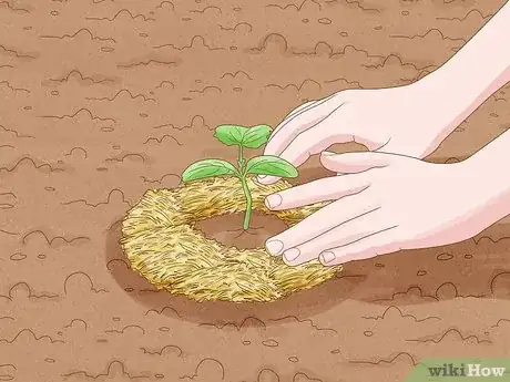 Image titled Grow Cucumbers Step 14