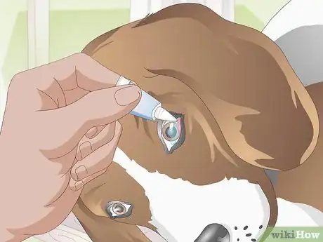 Image titled Treat Ingrown Eyelids in Dogs Step 10