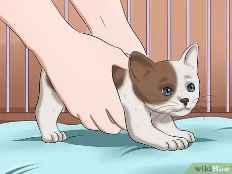 Image titled Make a Kitten Poop Step 7