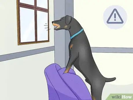 Image titled Identify a Manchester Terrier Step 11