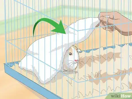 Image titled Catch a Guinea Pig Step 5