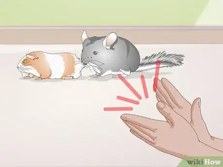 Image titled Train a Chinchilla Step 11