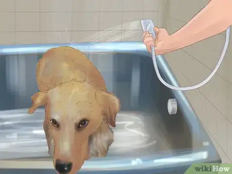 Image titled Express a Dog's Anal Gland Step 17