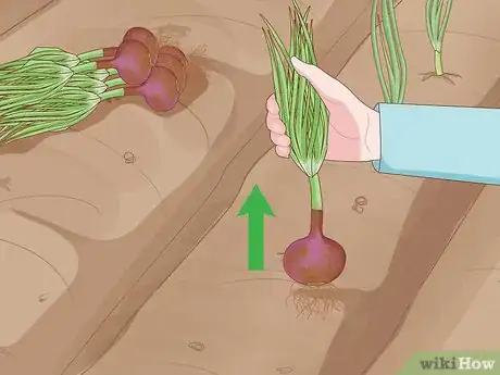 Image titled Grow Onions Step 10