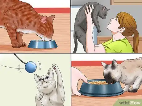 Image titled Care for an FIV Infected Cat Step 12