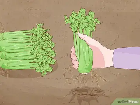 Image titled Grow Celery Step 17