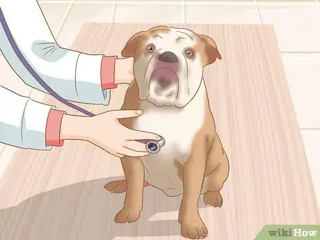 Image titled Identify an English Bulldog Step 11