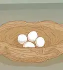 Tell if a Bird Egg Is Infertile