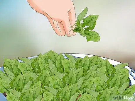 Image titled Plant Spinach in Pots Step 14