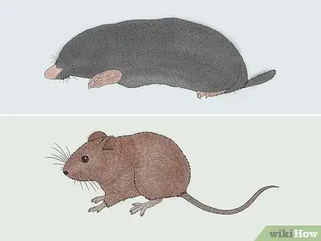 Image titled Vole vs Mole Step 3