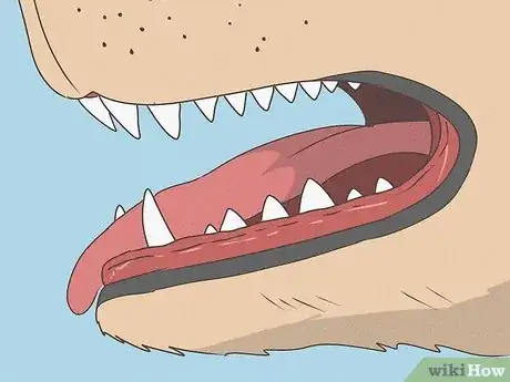 Image titled Why Are Puppy Teeth So Sharp Step 5