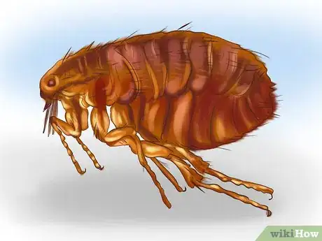 Image titled Kill Fleas and Ticks on Cats Step 1