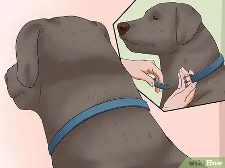 Image titled Kill Fleas on Dogs Step 5