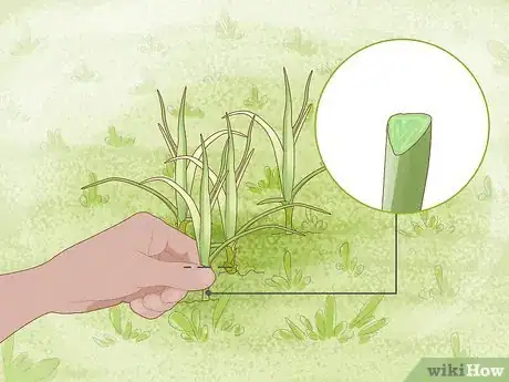 Image titled Get Rid of Nutgrass Step 3