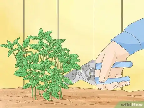 Image titled Grow Mint Step 1